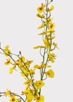 Close-up of bloom tips on this Yellow Natural Touch Oncidium Orchid Oncidium Orchid Plant