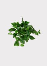 UV Treated Fake Indoor Outdoor Hanging Philodendron Plant - 16 inch