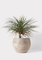Close-up of leaf foliage texture on this Faux Potted Palm Tree Plant Cement Planter