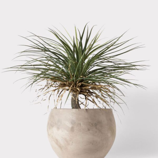 Close-up of leaf foliage texture on this Faux Potted Palm Tree Plant Cement Planter