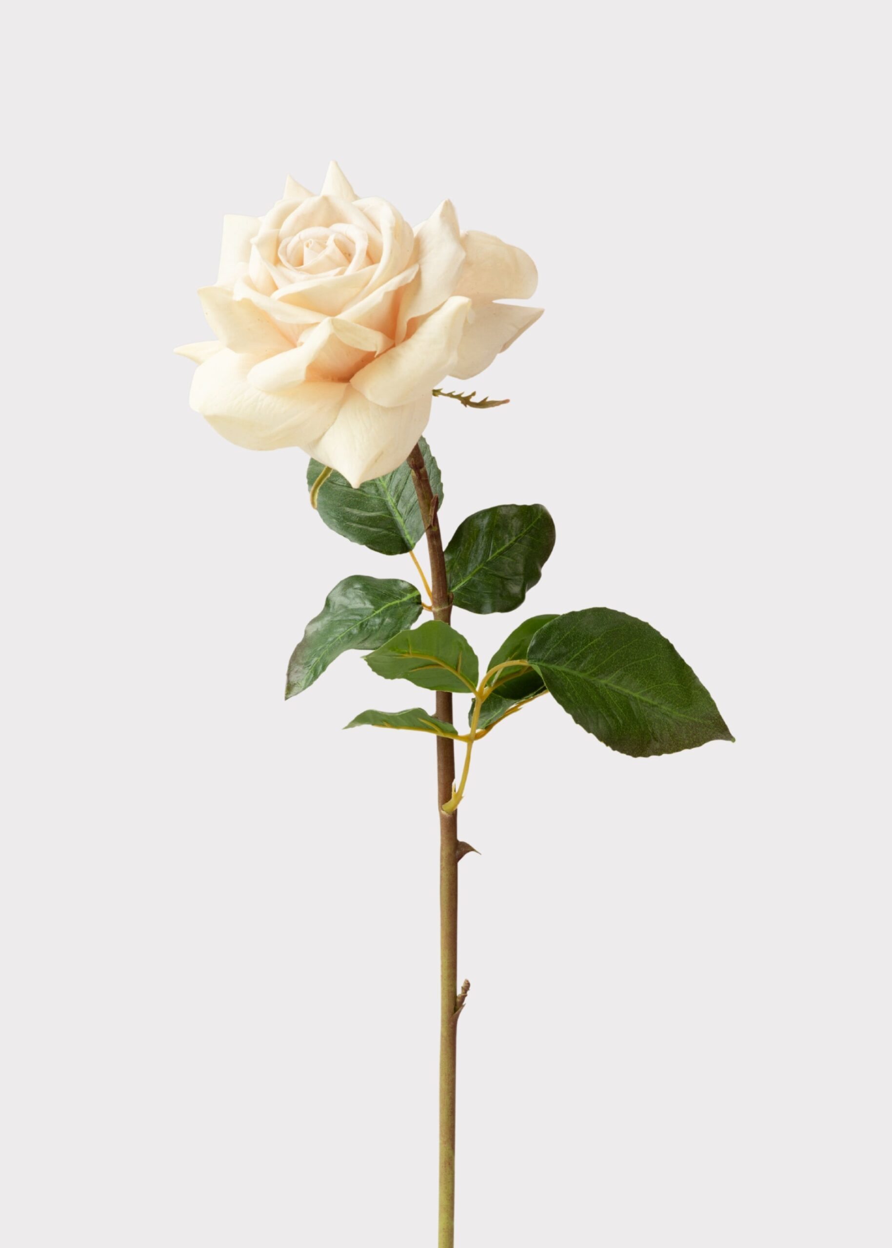 PDP-WIN-96512NT-BI_4.jpg Beige Real Touch Duchess Rose Fake Flower - 20 inch, faux flower stems