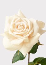 Detail view of full stem length from the Beige Real Touch Duchess Rose Fake Flower