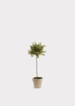 Artificial Thyme Herb Topiary Potted Plant - 13 inch