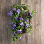Purple Petunia and English Ivy Hanging Lattice Basket Spring Summer Wreath