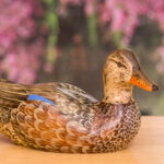 Hand Carved Blue Winged Teal Premier Hen Decorative Wooden Duck Decoy - Natural, hand carved