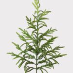 Afloral Real Touch Norfolk Pine Branch - 36 inch, artificial plant
