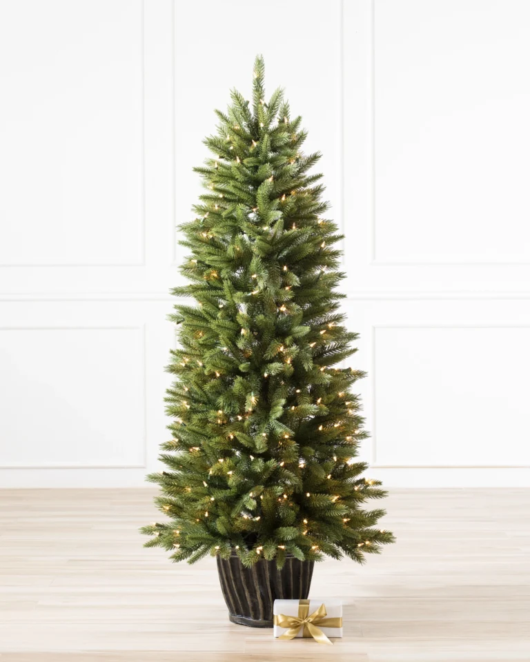 Rutherford Fir Potted Tree