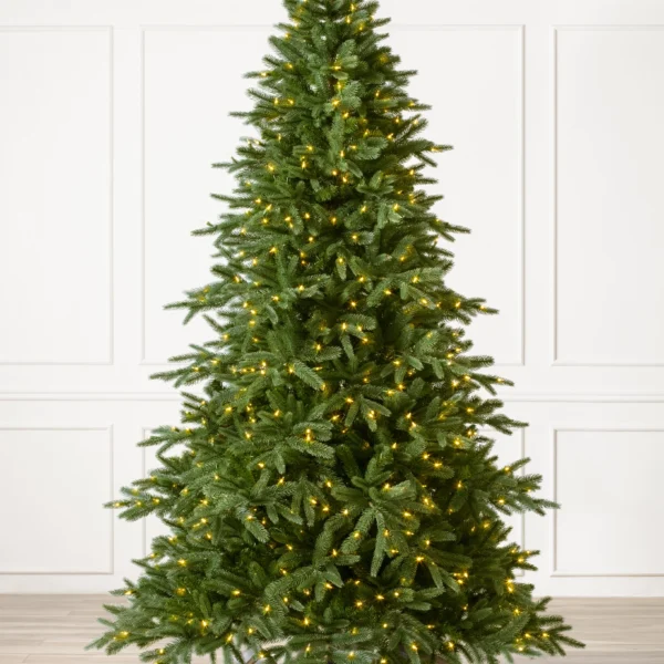 Saratoga Spruce
