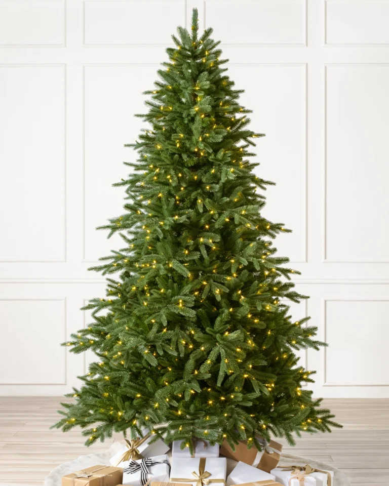 Saratoga Spruce