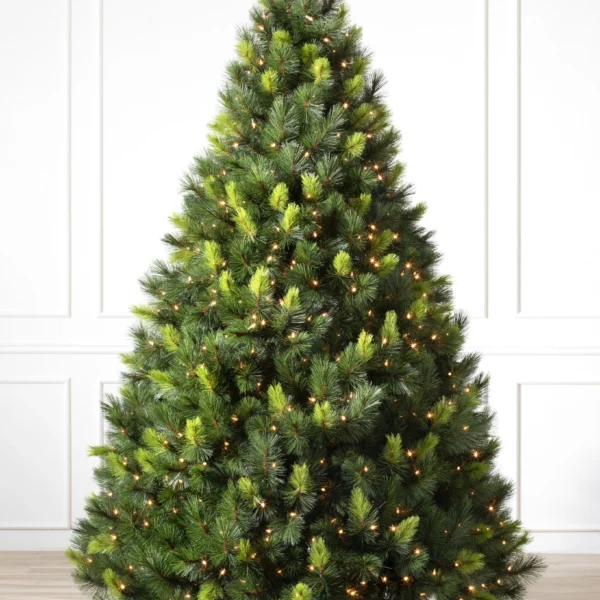 Scotch Pine