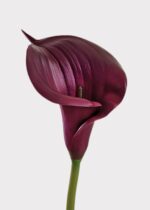Alternate angle of the Plum Purple Artificial Calla Lily Real Touch Flower showing leaves along
