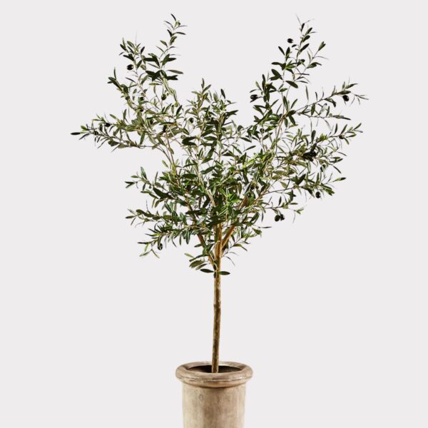 Faux Olive Tree Branch Potted Plant in Cement Pot - 72 inch