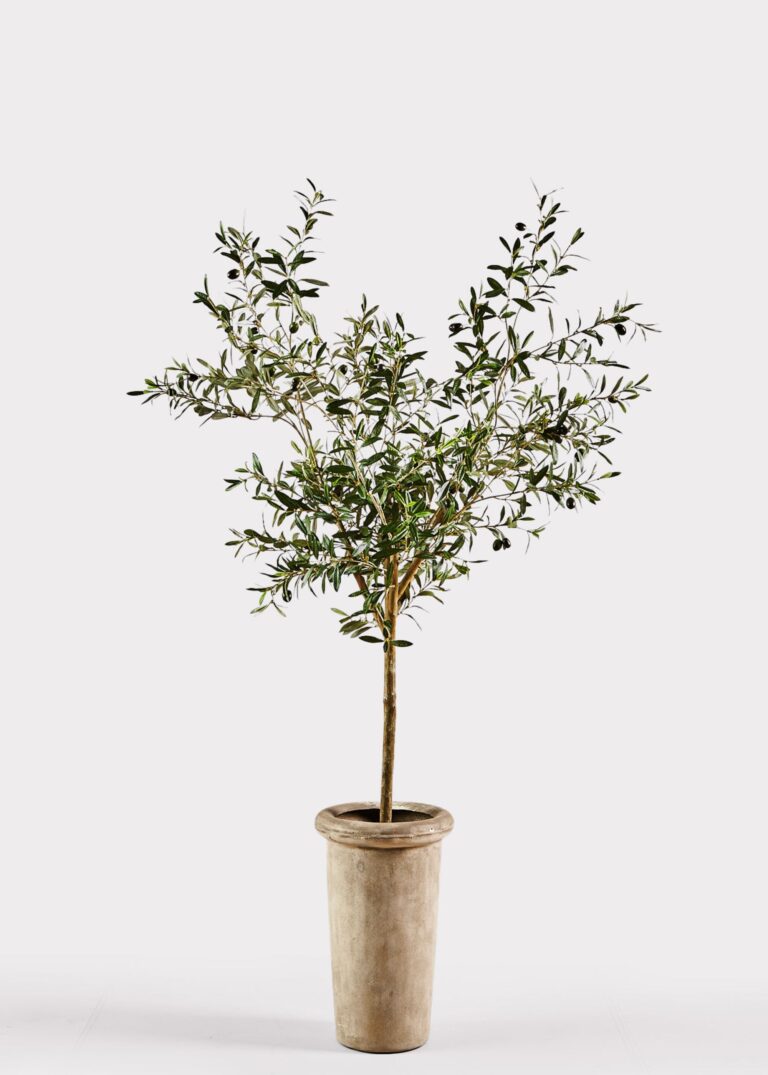 Faux Olive Tree Branch Potted Plant in Cement Pot - 72 inch