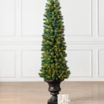 Sonoma Slim® Potted Pencil Tree