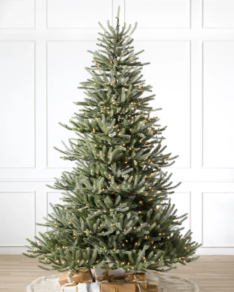 Sanibel Spruce