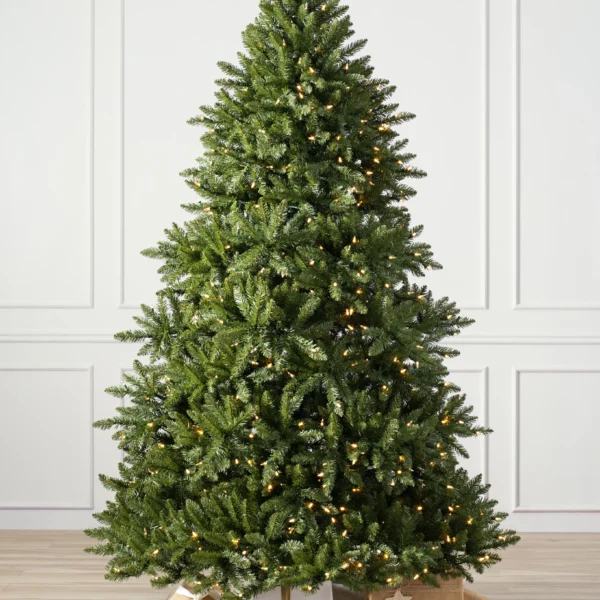 Vancouver Spruce