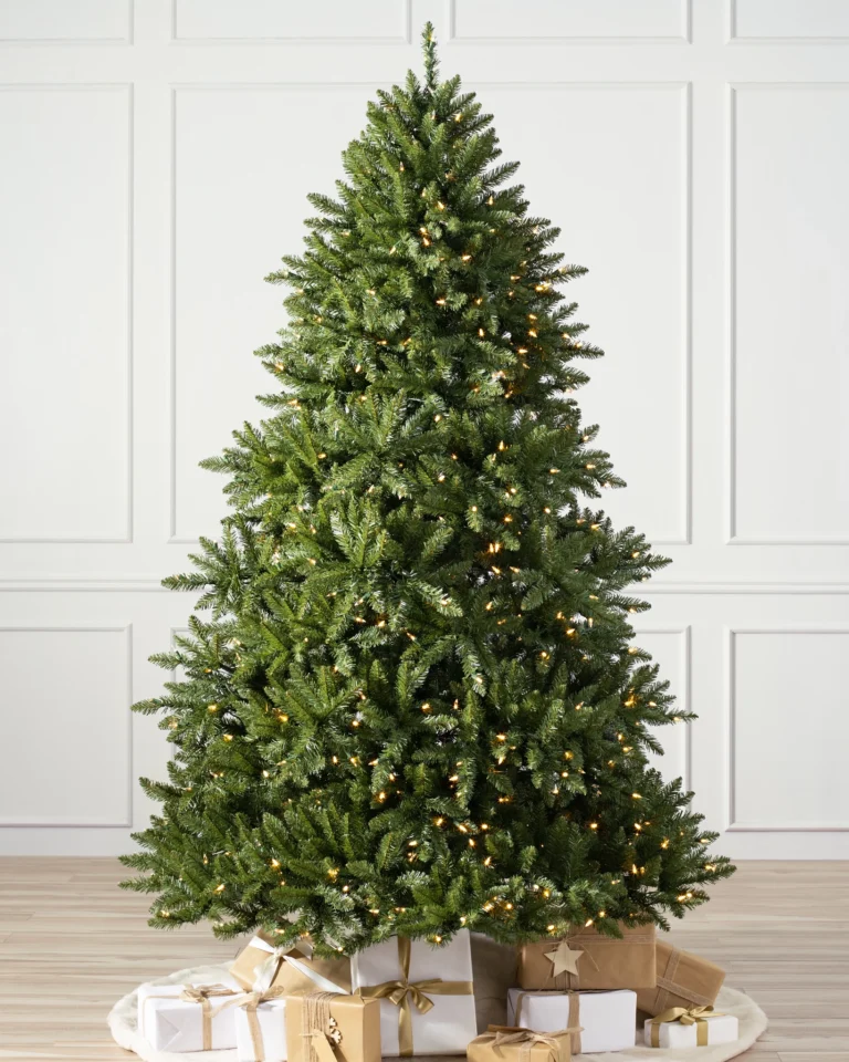 Vancouver Spruce