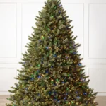 Vermont White Spruce Wide