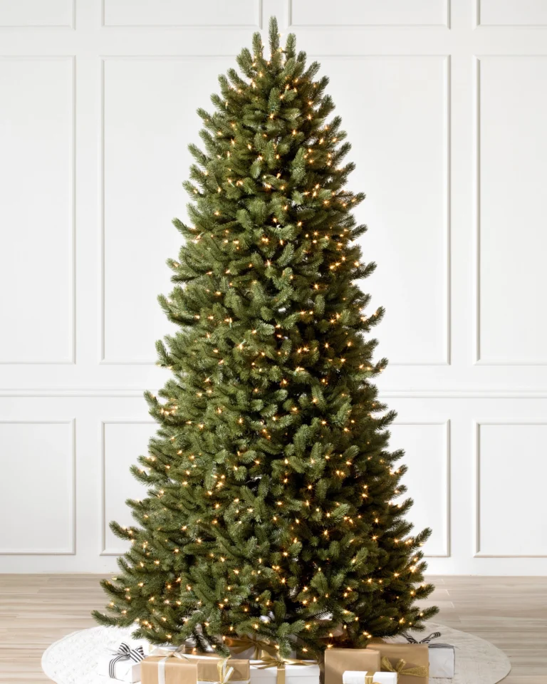 Vermont White Spruce Narrow