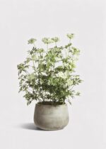 Faux Blooming Queen Anne's Lace Potted Arrangement - 46 inch