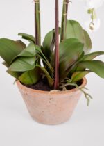 Detail view of stem and foliage layering from the Potted Faux White Orchid Arrangement
