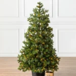 Baby Yukon Spruce® Potted Tree