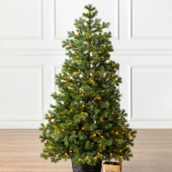 Baby Yukon Spruce® Potted Tree