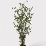 Artificial Tree Plant in Glass Cylinder Vase - 60 inch