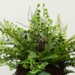 Alternate angle of the 11 inch Artificial Mixed Fern Moss Basket showing full plant from