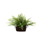 Close-up detail capturing leaf foliage texture of the 11 inch Artificial Mixed Fern Moss Basket
