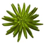Close-up of leaf foliage texture on this 12' Succulent Artificial Plant Set of 6