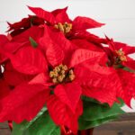Close-up of leaf foliage texture on this 13 inch Artificial Poinsettia Arrangement Red Wrapped Planter