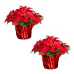 The 13 inch Artificial Poinsettia Arrangement Red Wrapped Planter shown in full, highlighting branch layering