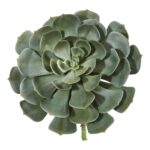13' Giant Echeveria Succulent Pick Artificial Plant Set of 2 - Green