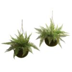 13 inch Leather Fern Hanging Basket w Moss - Set of 2 Indoor Outdoor