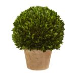 15' Boxwood Ball Preserved Plant in Planter