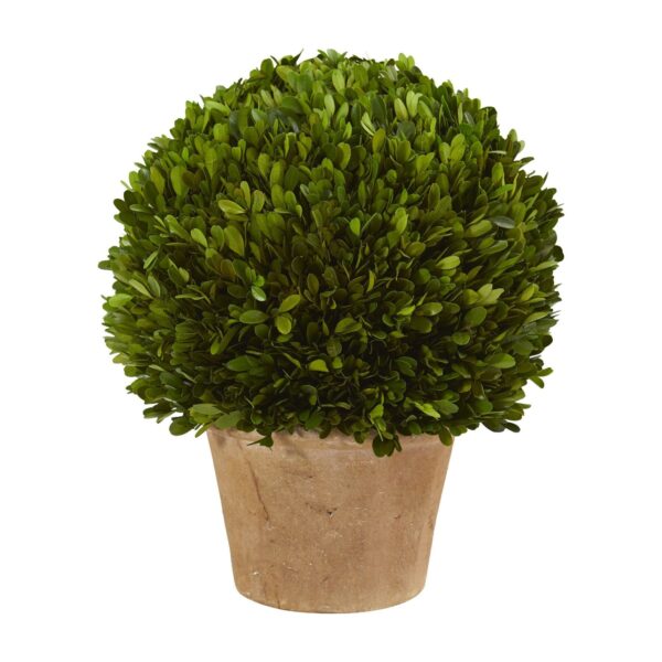 15' Boxwood Ball Preserved Plant in Planter