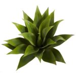 17' Agave Succulent Plant Set of 2