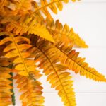 Close-up of leaf foliage texture on this 19 inch Autumn Artificial Fall Boston Fern
