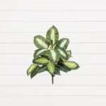 20' Artificial Golden Dieffenbachia Plant - Set of 6