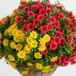 Close-up of craft detail close-up on this 22' UV Resistant Autumn Artificial Daisy Hanging Basket