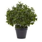 23' Peperomia Plant UV Resistant Indoor Outdoor