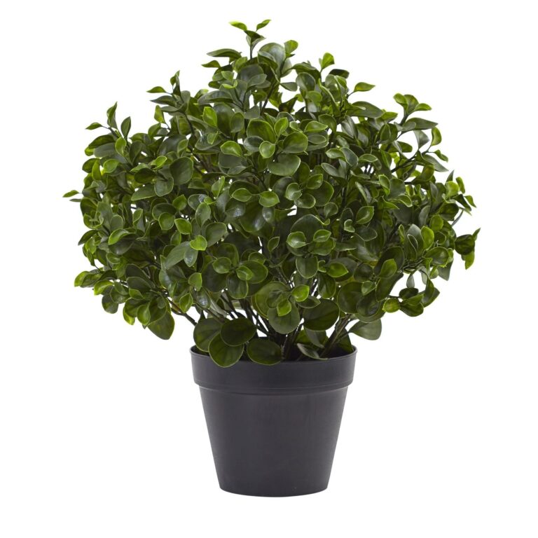 23' Peperomia Plant UV Resistant Indoor Outdoor