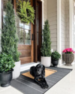 Alternate angle of the 23' Peperomia Plant UV Resistant Indoor Outdoor showing full plant from