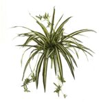 23' Spider Plant Bush Set of 4