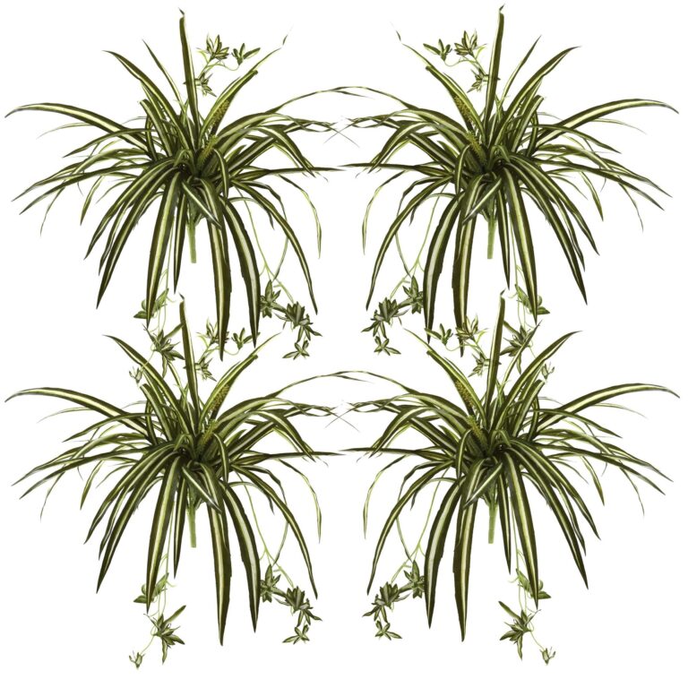 Close-up of leaf foliage texture on this 23' Spider Plant Bush Set of 4