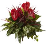 24' Mixed Anthurium Bush Set of 2