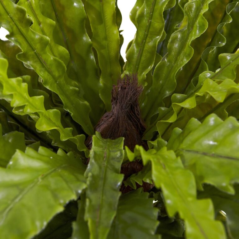 Close-up of leaf foliage texture on this 26' Asplenium Artificial Plant Set of 2