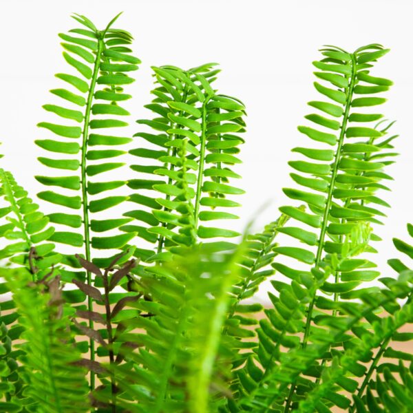 Close-up of leaf foliage texture on this 27 - in UV Resistant Boston Fern Plant