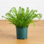 27 - in UV Resistant Artificial Real Touch Boston Fern Plant Indoor Outdoor